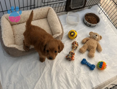 3 aylık Maltipoo Yuva Arıyor