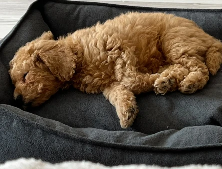 Toy poodle Yavrumuza Yuva Arıyoruz - 4713
