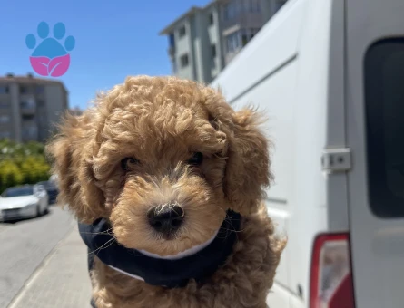 Toy poodle Yavrumuza Yuva Arıyoruz