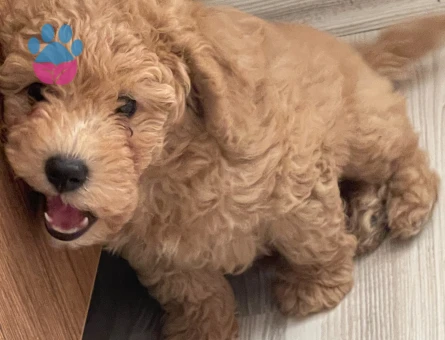 Toy poodle Yavrumuza Yuva Arıyoruz