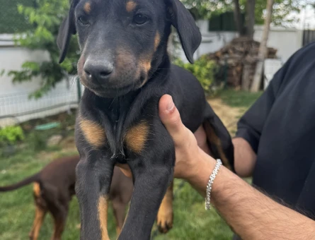 Orijinal doberman yavruları - 4714