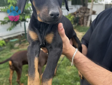 Orijinal doberman yavruları