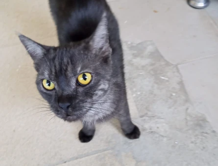 Tatlı çocuğumuzu sahiplendiriyoruz