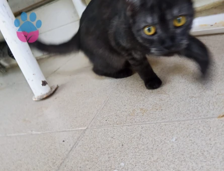 Tatlı çocuğumuzu sahiplendiriyoruz