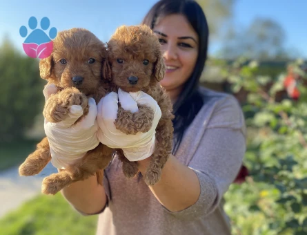 Toy poodle yavrularım sağlık ve ırk garantili