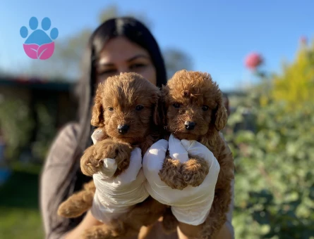 Toy poodle yavrularım sağlık ve ırk garantili