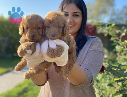 Toy poodle yavrularım sağlık ve ırk garantili