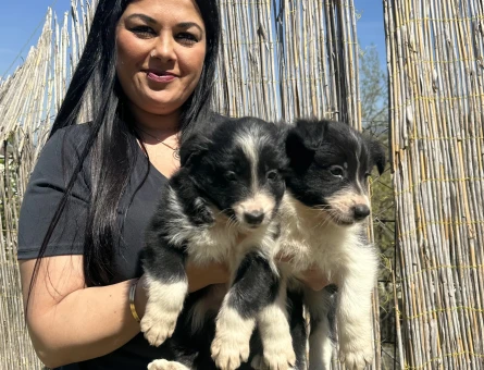 Zeka küpü border collie yavrularım - 5598