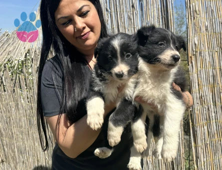 Zeka küpü border collie yavrularım