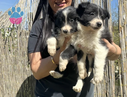 Zeka küpü border collie yavrularım