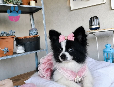 ÖZEL GÖRÜNÜMLÜ BLACK VE WHİTE POMERANİAN YAVRU