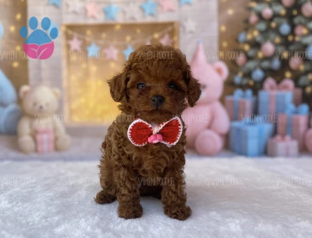 SAFKAN TOY POODLE YAVRULARI - 5601