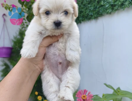 Maltese erkek yavru