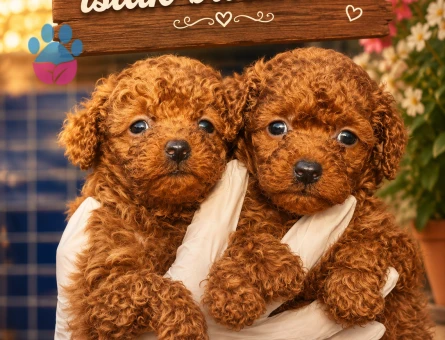 Toy poodle bebek yüzlü yavrular