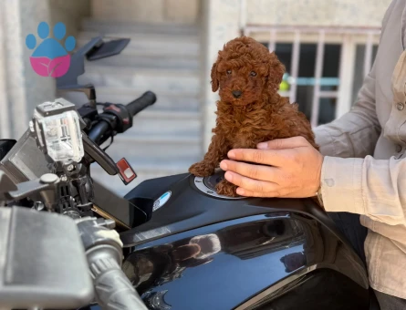 Toy Poodle 2 Aylık Safkan Yavrularımız - 5608