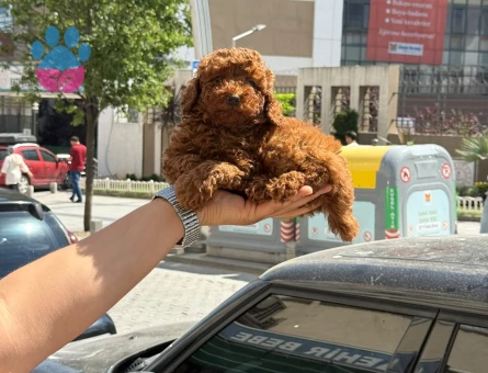 Toy Poodle 2 Aylık Safkan Yavrularımız