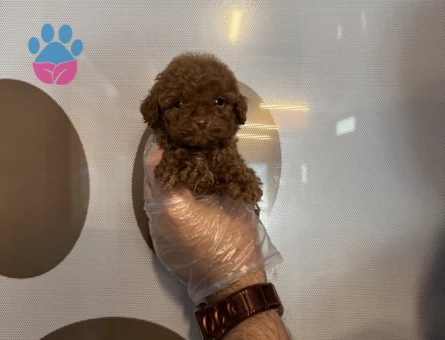 TEACUP TOY POODLE YAVRULARIMIZ - 5612