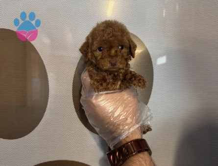 TEACUP TOY POODLE YAVRULARIMIZ