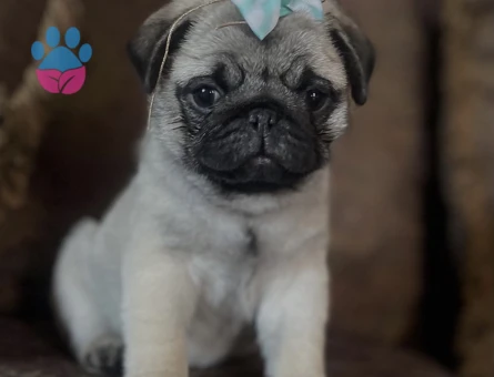 SAFKAN PUG MOPS BEBEKLERİMİZ