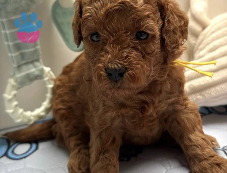 YENİ EVİNE GİTMEYİ BEKLEYEN TOY POODLE BEBEKLER