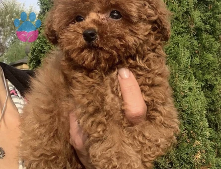 KORE POODLE BEBEKLERİMİZ