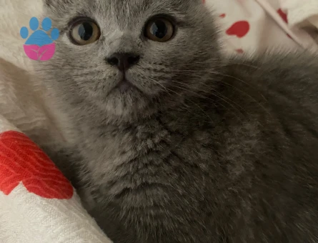British Shorthair Minikler yeni yuvasını arıyor