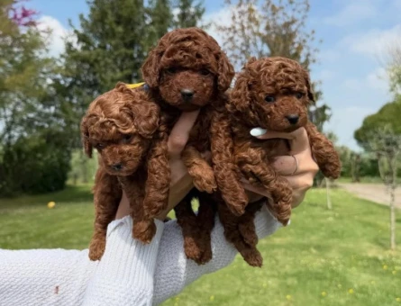 TOY POODLE YAVRULARI - 5617