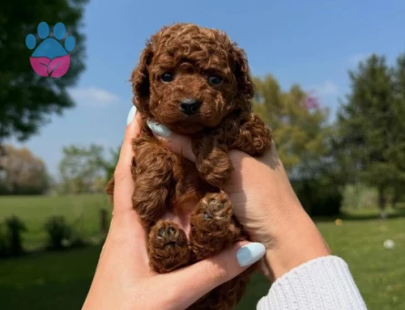 TOY POODLE YAVRULARI