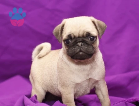 IRK GARANTİLİ PUG YAVRULARI