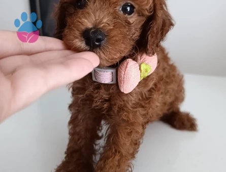 Toy poodle yavrularımız
