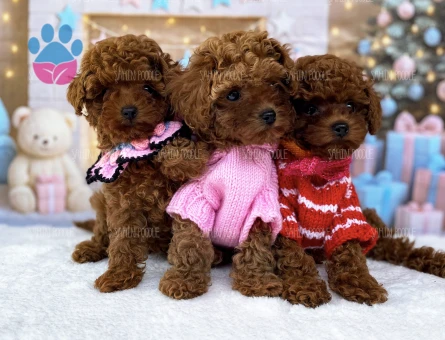 TEACUP TOY POODLE