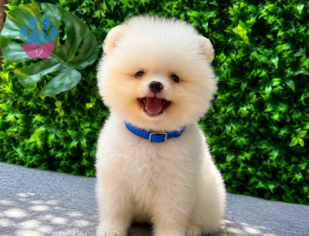 Orijinal Pomeranian Boo Yavrumuz Yeni Ailesini Bekliyor!