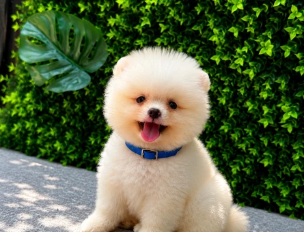 Orijinal Pomeranian Boo Yavrumuz Yeni Ailesini Bekliyor! - 5626