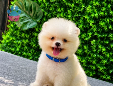 Orijinal Pomeranian Boo Yavrumuz Yeni Ailesini Bekliyor!