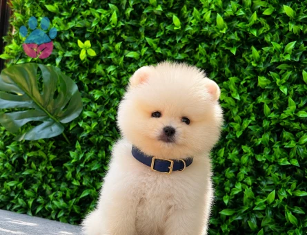 Premium Teddy Face Pomeranian Boo | Ruhsatlı Üretim | Sağlık Garantili