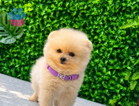 Cream Teddy Face Pomeranian Boo Dişi | Ruhsatlı | Sağlık ve Irk Garantili