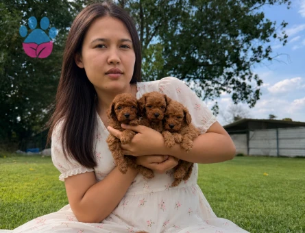 Toy poodl