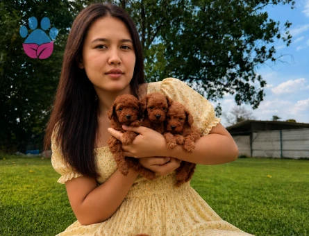 Toy poodl