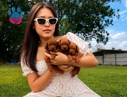 Toy poodl