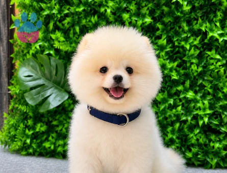 Show Quality Teddy Face Pomeranian Boo | Ruhsatlı | Irk ve Sağlık Garantili - 5630
