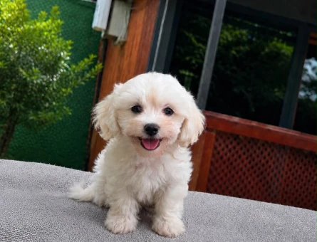 Minyatür Maltipoo Erkek Yavru | 2 Aylık | Ruhsatlı | Sağlık Garantili - 5634