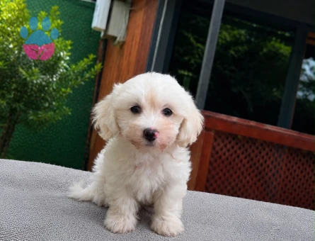Minyatür Maltipoo Erkek Yavru | 2 Aylık | Ruhsatlı | Sağlık Garantili