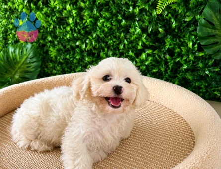Teddy Face Maltipoo Erkek Yavru | Ruhsatlı | Premium Kalite