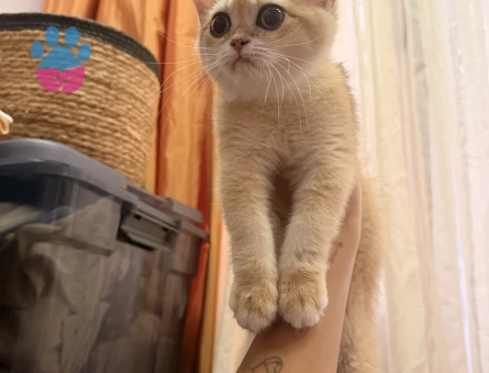 Golden Brıtısh Shorthair