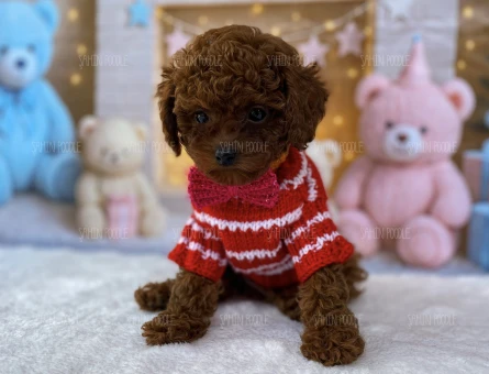 SEVİMLİ YAVRU TOY POODLE - 5640