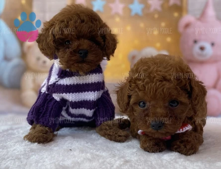 SEVİMLİ YAVRU TOY POODLE