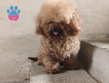 3 yaşında erkek toy poodle - 5638