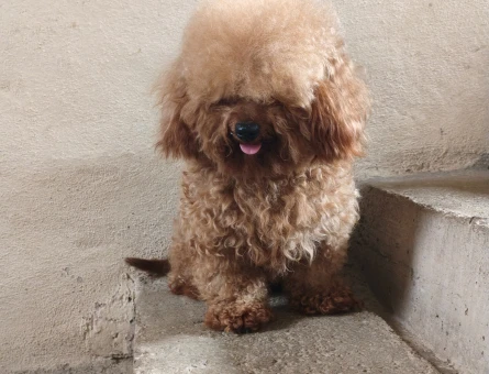 3 yaşında erkek toy poodle - 5638