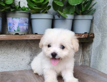 Maltese Terrier 2 Aylık Erkek - 5639