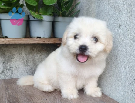 Maltese Terrier 2 Aylık Erkek